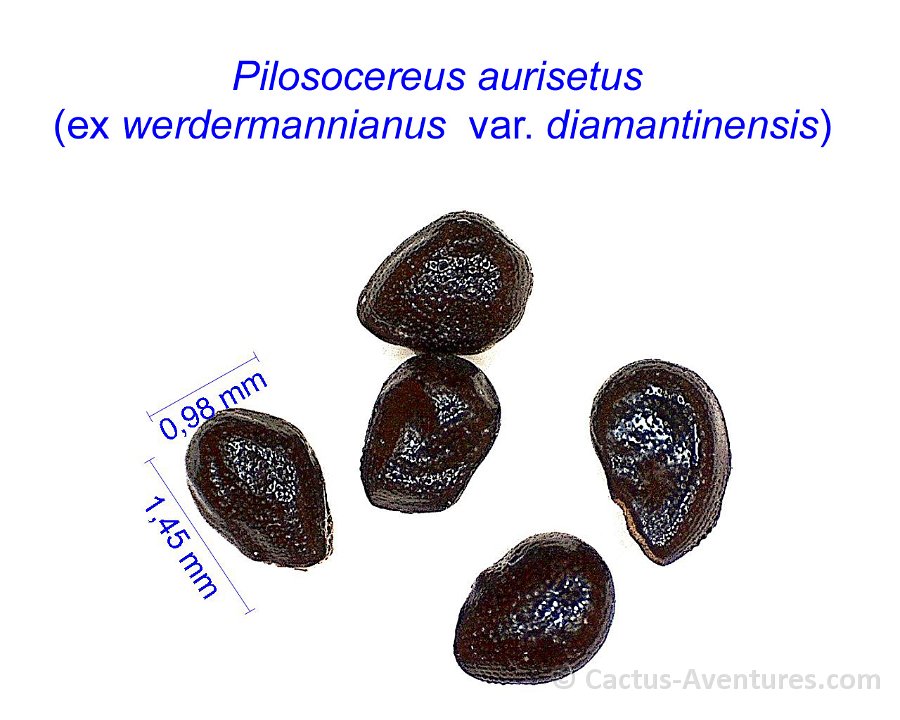Pilosocereus aurisetus ex werdermannianus  v. diamantinensis